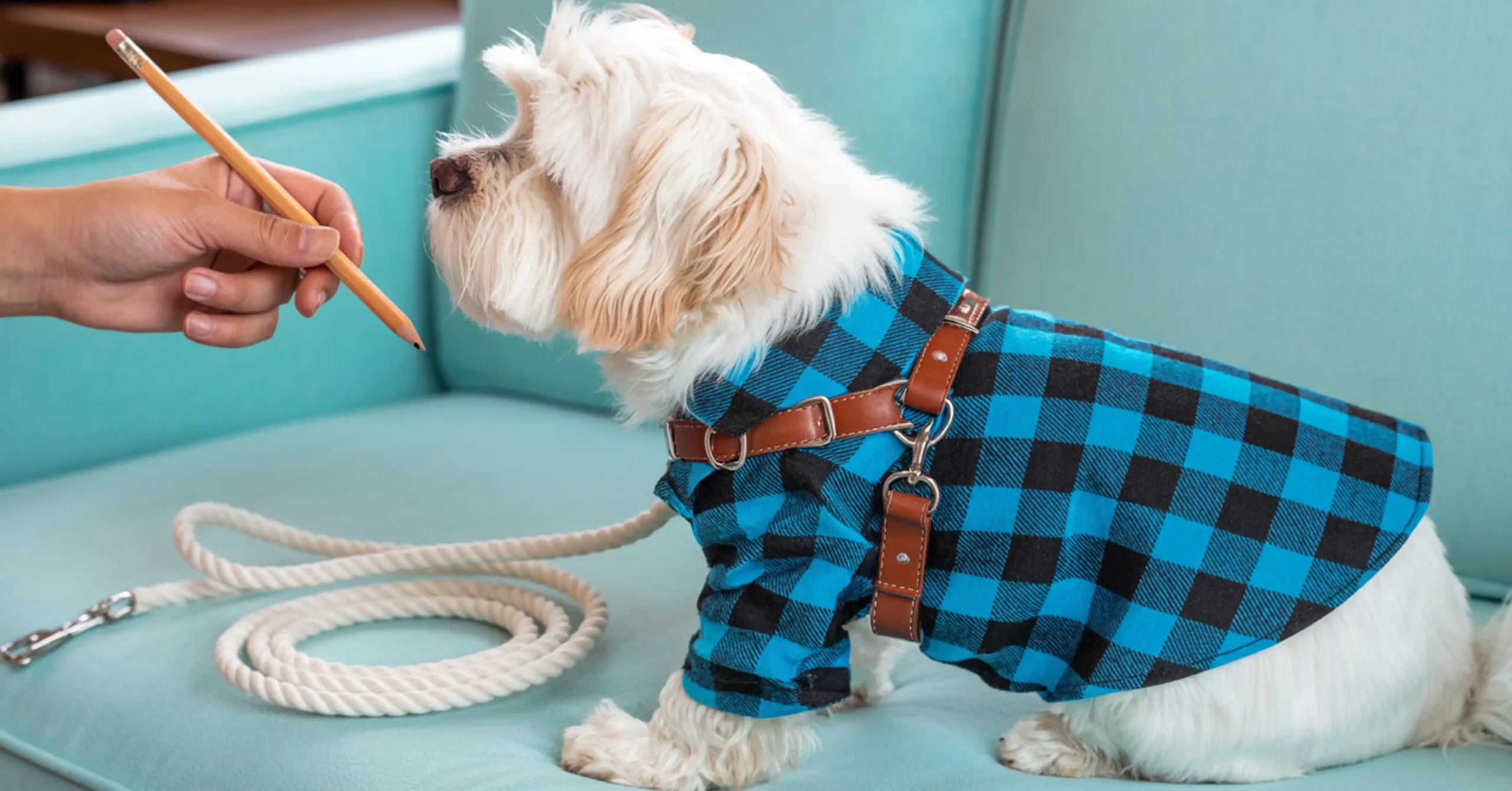Dog Sweaters With Harness Hole