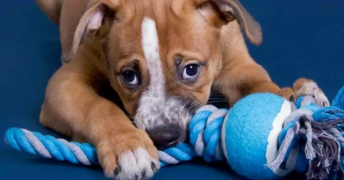 Where to get cheap dog toys Where to get cheap dog toys