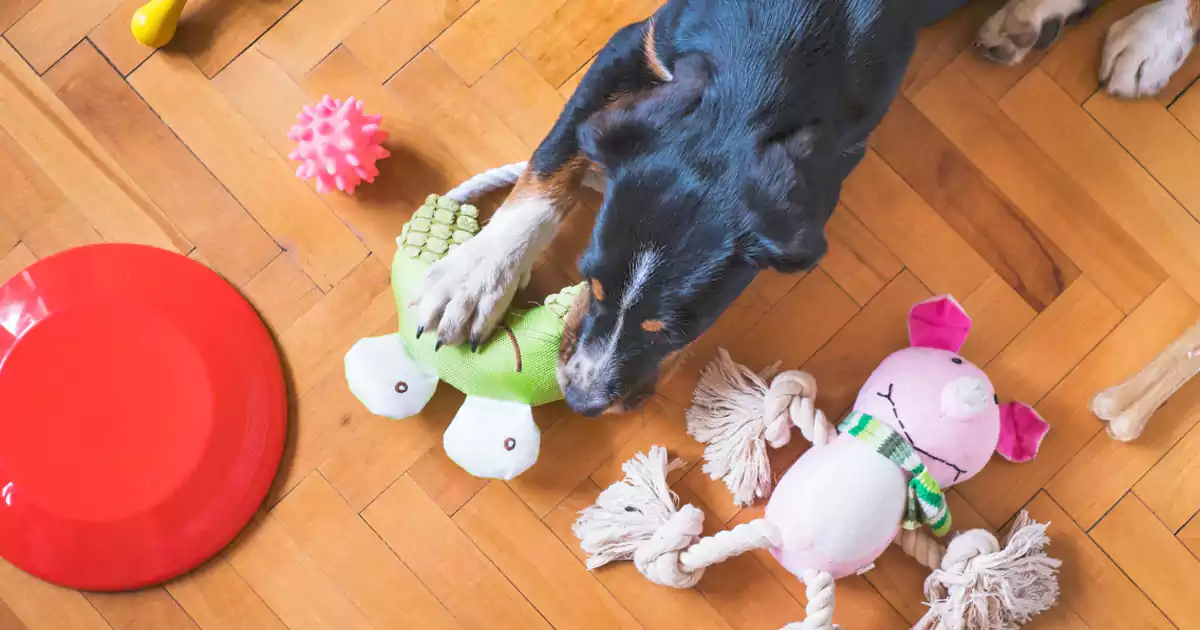 Where to get cheap dog toys1 Where to get cheap dog toys