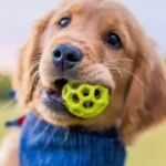 Where to get cheap dog toys