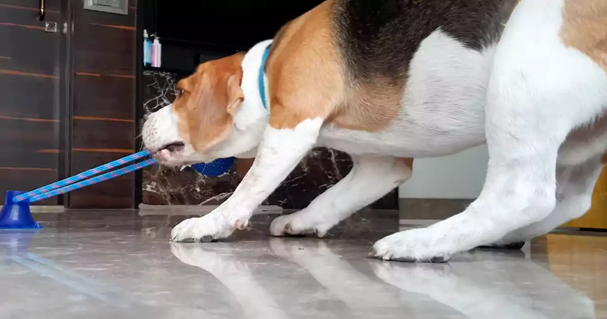 Where to get cheap dog toys3 Where to get cheap dog toys