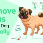 Best Thing to Keep Fleas off Dogs