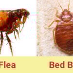 Bug Flea