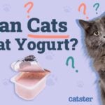 Can Cats Eat Yogurt With Fruit