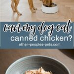 Can My Dog Eat Canned Chicken