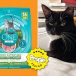 Cat Food Brands With Sawdust