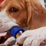 cheap dog chew toys