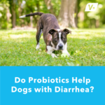 Do Probiotics Help Dogs With Diarrhea