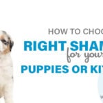 Do Puppies Need Special Shampoo