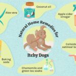 Heat Rash on Dog Home Remedy