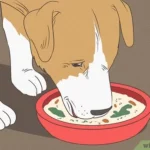 Homemade Liquid Dog Food