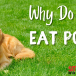 How Does Dogs Eat