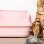 Is Cat Litter Bad for the Environment