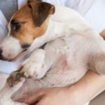 Natural Remedies for Dog Diaper Rash