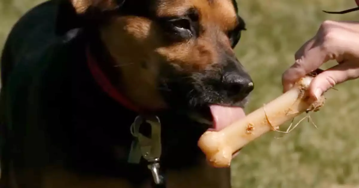 nylon bones for large dogs