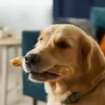 nylon bones for large dogs