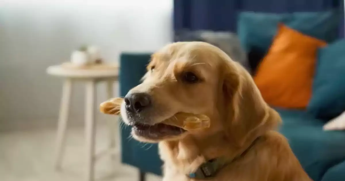 nylon bones for large dogs