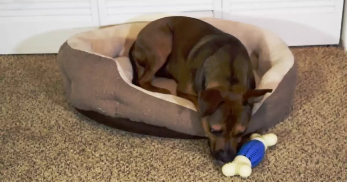 nylon bones for large dogs3 nylon bones for large dogs