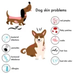 Pet Skin Allergies
