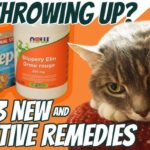 Remedies for Cat Throwing Up