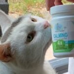 Are Calming Treats Safe for Cats