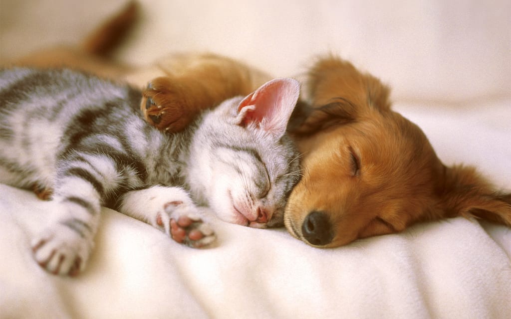 Benefits of Holistic Pet Care