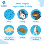 Can a Dog Die from Anxiety