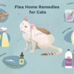 Can Apple Cider Vinegar Kill Fleas on Cats