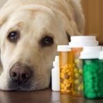 Can Dogs Take Vitamins