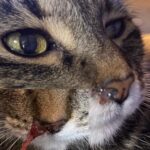 Cats And Plug in Air Fresheners