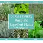 Citronella Plant Dog Friendly