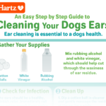 Clean Dog Ears With Alcohol