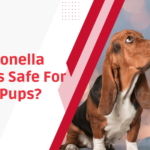 Dogs And Citronella Candles