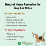 Ear Mites in Dogs Essential Oils