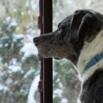 How to Winterize a Dog Door