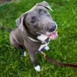 Is Deet Toxic to Dogs