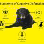 Senior Dog Anxiety Treatment