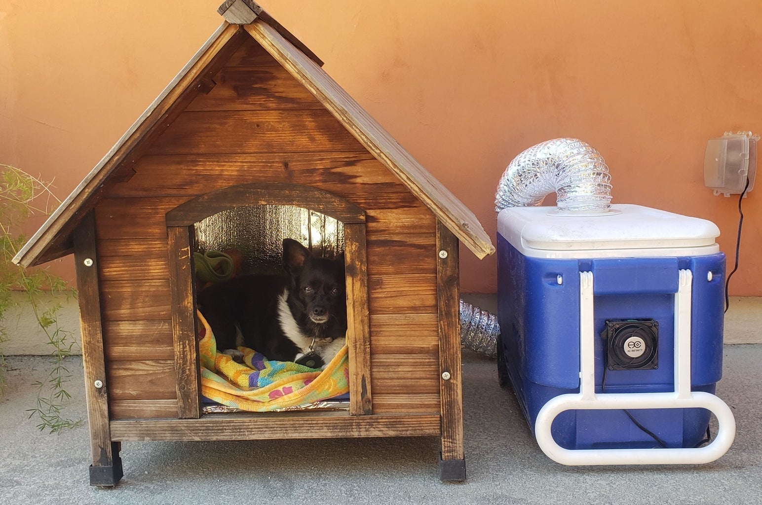 Summer Dog House