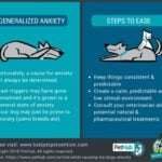 Types of Anxiety in Dogs