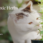What Herbs Do Cats Like