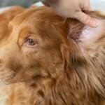 What Kills Yeast in Dogs Ears