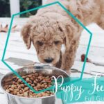 8 Week Puppy Food