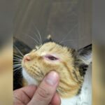 Allergic Reaction in Eye from Cat