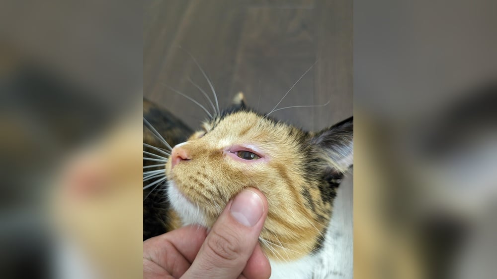 Allergic Reaction In Eye From Cat: Causes, Symptoms & Quick Relief ...