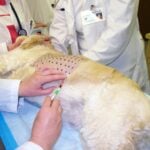 Allergy Shots for Dog Allergies