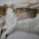 Allergy Testing for Cats
