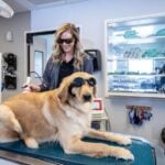 Alternative Veterinary Medicine