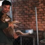 Are There Still Companies Who Sell Dog Meat