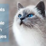 Best Cat for Allergies
