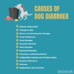 Can Allergies Cause Diarrhea in Dogs